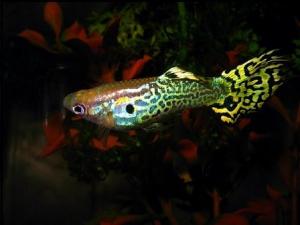 PESTI EXOTICI & ACVARI & HRANA