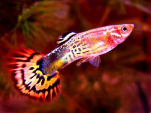 PESTI EXOTICI & ACVARI & HRANA