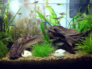 PESTI EXOTICI & ACVARI & HRANA