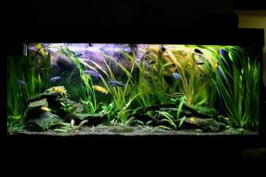 PESTI EXOTICI & ACVARI & HRANA