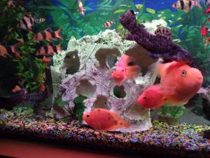 PESTI EXOTICI & ACVARI & HRANA