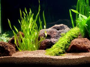 PESTI EXOTICI & ACVARI & HRANA
