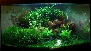 PESTI EXOTICI & ACVARI & HRANA