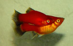 PESTI EXOTICI & ACVARI & HRANA