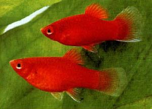 PESTI EXOTICI & ACVARI & HRANA