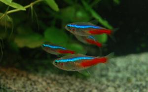 PESTI EXOTICI & ACVARI & HRANA
