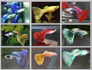 PESTI EXOTICI & ACVARI & HRANA