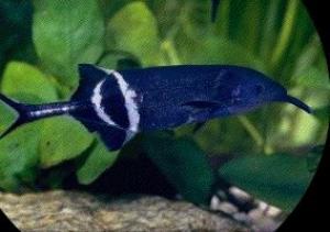 PESTI EXOTICI & ACVARI & HRANA