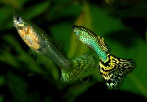 PESTI EXOTICI & ACVARI & HRANA