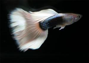 PESTI EXOTICI & ACVARI & HRANA