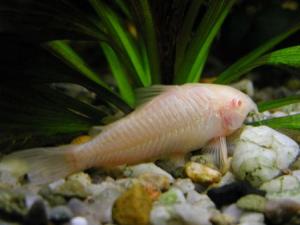 PESTI EXOTICI & ACVARI & HRANA