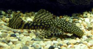 PESTI EXOTICI & ACVARI & HRANA