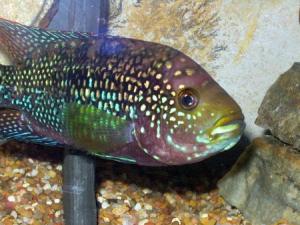 PESTI EXOTICI & ACVARI & HRANA