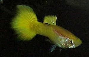 PESTI EXOTICI & ACVARI & HRANA