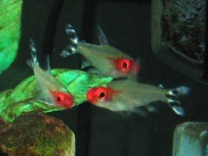 PESTI EXOTICI & ACVARI & HRANA