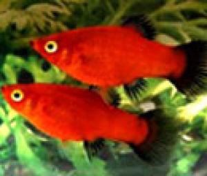 PESTI EXOTICI & ACVARI & HRANA