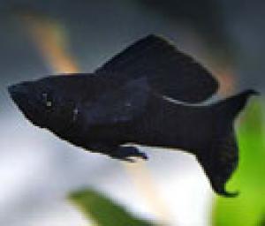 PESTI EXOTICI & ACVARI & HRANA