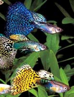 PESTI EXOTICI & ACVARI & HRANA