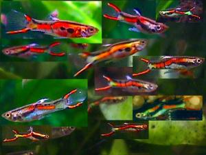 PESTI EXOTICI & ACVARI & HRANA