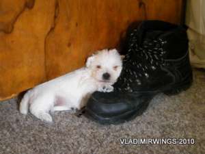 Vand catei Westie