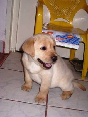 vand pui labrador