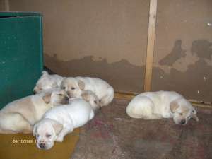 vand pui labrador