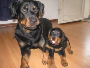 vand pui de rottweiler