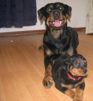 vand pui de rottweiler