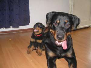 vand pui de rottweiler