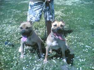 ofer pitbul pt monta :D  pt mai multe detalii  contc pe id-ul de mess pentru_mine_nai_talent22
