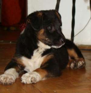Spre adoptie,  catel de 2 luni