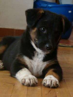 Spre adoptie,  catel de 2 luni