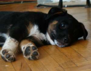 Spre adoptie,  catel de 2 luni