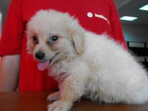 Golden Retriver Labrador Chihuahua spitz pitic dalmatian