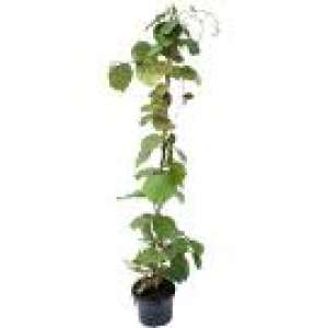 vand plante de kiwi si plante de fructul pasiunii