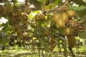 vand plante de kiwi si plante de fructul pasiunii
