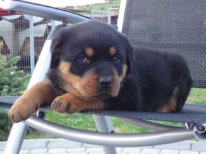 Vand pui Rottweiler