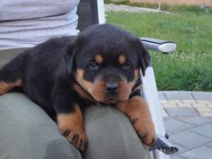 Vand pui Rottweiler