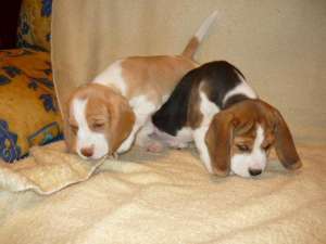 Beagle mascul si femele de vanzare