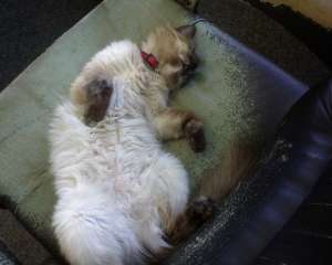 ofer spre adoptie