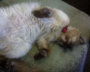 ofer spre adoptie