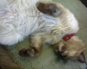 ofer spre adoptie