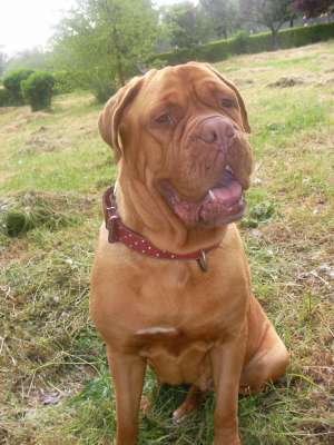 vand pui dog de bordeaux