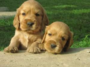 Vand puiuti COCKER SPANIEL