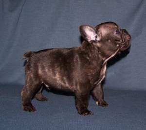 vand pui BULLDOG FRANCEZ si BULLDOG ENGLEZ