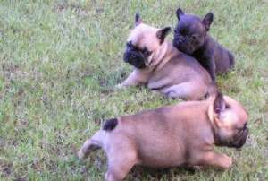 vand pui BULLDOG FRANCEZ si BULLDOG ENGLEZ