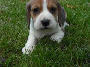 puiuti beagle