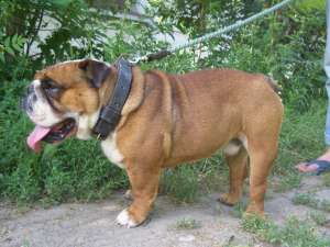 ofer bulldog englez