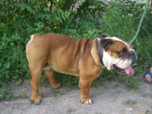 ofer bulldog englez