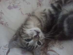 samson, motanel argintiu tigrat,  gen reclama whiskas